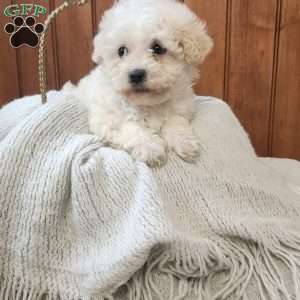 Joy, Havanese Puppy